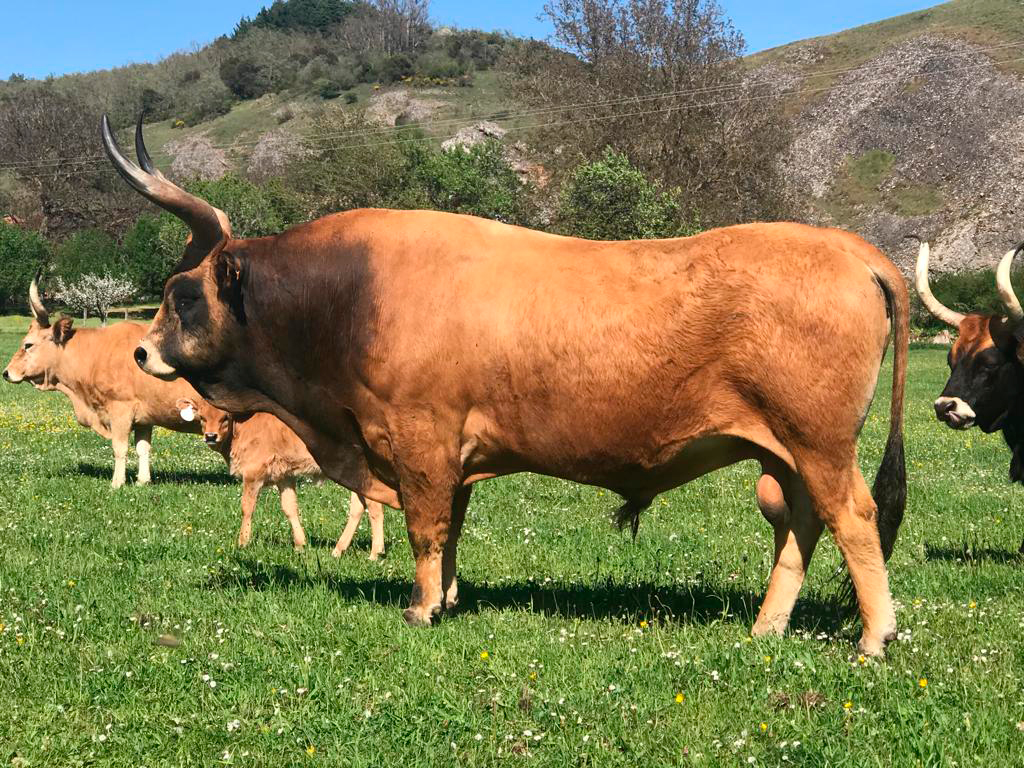 Imagen de un toro de raza cachena en primer plano con vacas y terneros de la misma raza en segundo plano